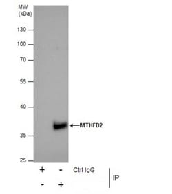 MTHFD2 Antibody, Novus Biologicals 0.1mL; Unlabeled:Antibodies, Polyclonal