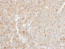 MTHFS Antibody, Novus Biologicals 0.1mL; Unlabeled:Antibodies, Polyclonal