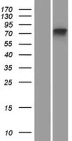 Novus Biologicals&trade;&nbsp;MTMR11 Overexpression Lysate
