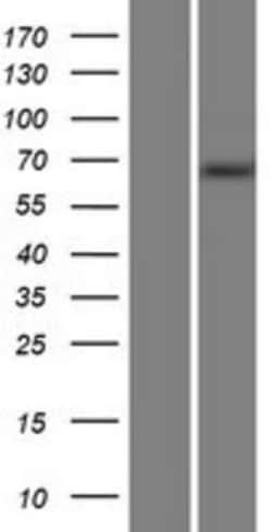 Novus Biologicals&trade;&nbsp;MTMR14 Overexpression Lysate