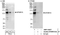 MTMR15 Antibody, Novus Biologicals 0.1mL; Unlabeled:Antibodies, Polyclonal