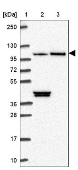 MTR120 Antibody, Novus Biologicals:Antibodies:Primary Antibodies