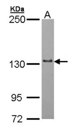 mtRNA polymerase Antibody, Novus Biologicals 0.1mL; Unlabeled:Antibodies,