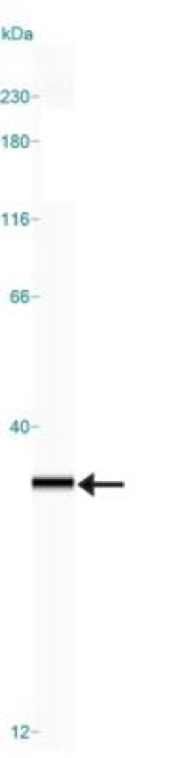 mtTFA Antibody (18G102B2E11), Novus Biologicals 0.025 mL | Buy Online | Novus Biologicals | Fisher Scientific