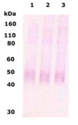 mu Opioid R/OPRM1 Antibody - BSA Free, Novus Biologicals 1mg; Unlabeled:Antibodies,