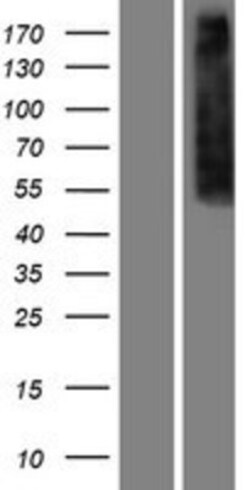 Novus Biologicals&trade;&nbsp;mu Opioid R/OPRM1 Overexpression Lysate