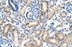 MUC1 Antibody - BSA Free, Novus Biologicals 0.1mg; Unlabeled:Antibodies,