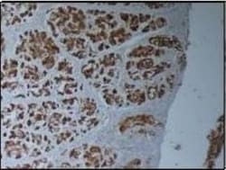 MUC1 Antibody - BSA Free, Novus Biologicals 0.1mg; Unlabeled:Antibodies,