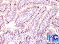 MUC2 Antibody (CCP58), Novus Biologicals 20 ug | Buy Online | Novus Biologicals | Fisher Scientific
