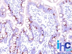 MUC2 Antibody (CCP58), Novus Biologicals 20 ug | Buy Online | Novus Biologicals | Fisher Scientific