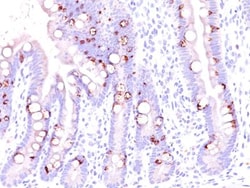 MUC2 Antibody (CCP58), Novus Biologicals 20 ug | Buy Online | Novus Biologicals | Fisher Scientific