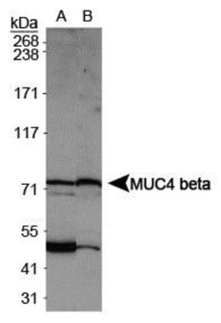 MUC4 Antibody, Novus Biologicals:Antibodies:Primary Antibodies