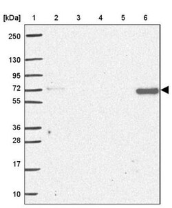 MUDENG Antibody, Novus Biologicals 0.1mL; Unlabeled:Antibodies, Polyclonal