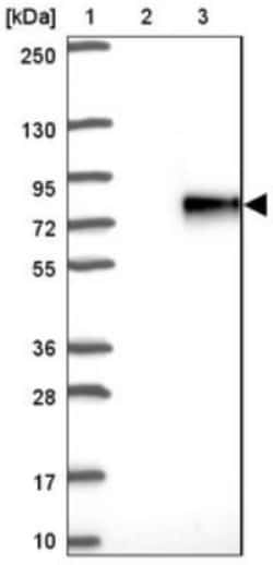 MUM1L1 Antibody, Novus Biologicals 25 &mu;L; Unlabeled:Antibodies, Polyclonal