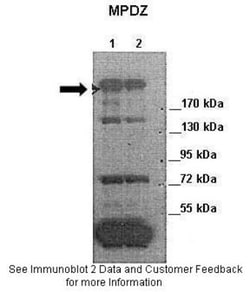 MUPP1 Antibody, Novus Biologicals 0.05mg; Unlabeled:Antibodies, Polyclonal