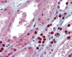 MUPP1 Antibody, Novus Biologicals 0.05mg; Unlabeled:Antibodies, Polyclonal