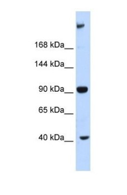 MUPP1 Antibody, Novus Biologicals 0.05mg; Unlabeled:Antibodies, Polyclonal