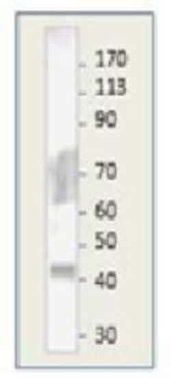 MuRF1/TRIM63 Antibody, Novus Biologicals 0.025 mg; Unconjugated:Antibodies,