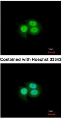 Musashi-1 Antibody, Novus Biologicals 0.1mL; Unlabeled:Antibodies, Polyclonal