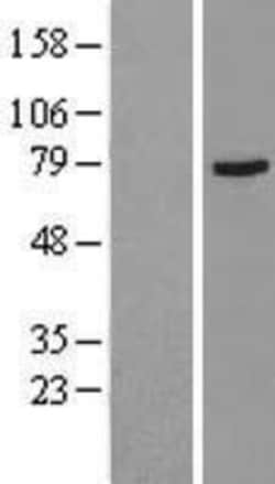 Novus Biologicals&trade;&nbsp;Muscarinic Acetylcholine Receptor M3/CHRM3 Overexpression Lysate