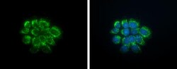 Muscarinic Acetylcholine Receptor M3/CHRM3 Antibody, Novus Biologicals