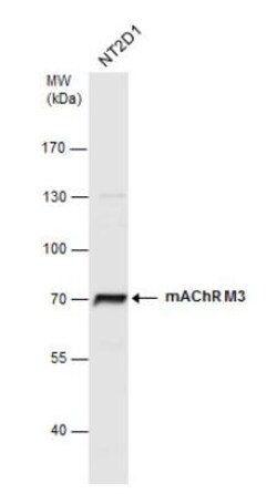 Muscarinic Acetylcholine Receptor M3/CHRM3 Antibody, Novus Biologicals
