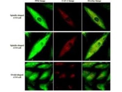 Muscle Phosphofructokinase/PFKM/PFK-1 Antibody, Novus Biologicals 0.1 mg | Buy Online | Novus Biologicals | Fisher Scientific