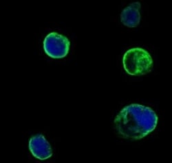 MuSK Antibody (10A4), Novus Biologicals 0.1mL; Unlabeled:Antibodies, Monoclonal