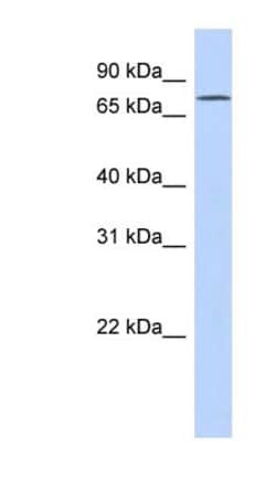 mut-7 Antibody, Novus Biologicals:Antibodies:Primary Antibodies