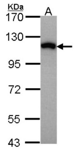 MVP Antibody, Novus Biologicals 0.1mg; Unlabeled:Antibodies, Polyclonal