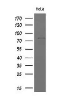 MxA/Mx1 Antibody (OTI2G12), Novus Biologicals 0.1mL; Unlabeled:Antibodies,