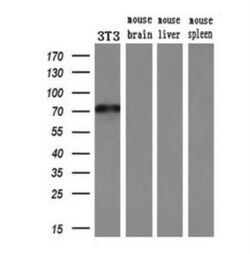 MxA/Mx1 Antibody (OTI2G12), Novus Biologicals 0.1mL; Unlabeled:Antibodies,