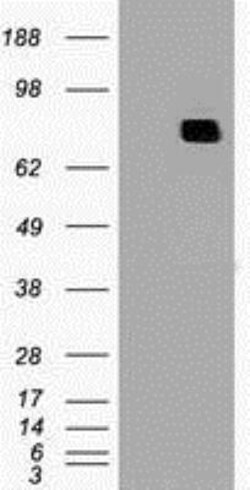 MxA/Mx1 Antibody (OTI2G12), Novus Biologicals 0.1mL; Unlabeled:Antibodies,