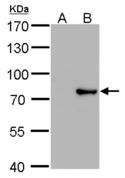 MxA/Mx1 Antibody (683), Novus Biologicals 0.1mL; Unlabeled:Antibodies,
