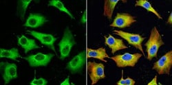MxA/Mx1 Antibody, Novus Biologicals 0.1mg; Unlabeled:Antibodies, Polyclonal