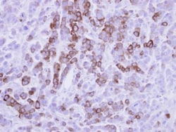 MxA/Mx1 Antibody, Novus Biologicals 0.1mg; Unlabeled:Antibodies, Polyclonal