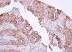 MxA/Mx1 Antibody, Novus Biologicals 0.1mg; Unlabeled:Antibodies, Polyclonal