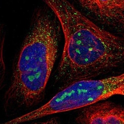 MYBBP1A Antibody, Novus Biologicals:Antibodies:Primary Antibodies