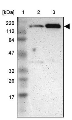 MYBBP1A Antibody, Novus Biologicals:Antibodies:Primary Antibodies