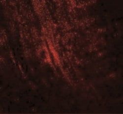 MYBPC1 Antibody - BSA Free, Novus Biologicals:Antibodies:Primary Antibodies
