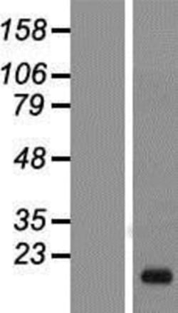 Novus Biologicals&trade;&nbsp;MYD118 Overexpression Lysate