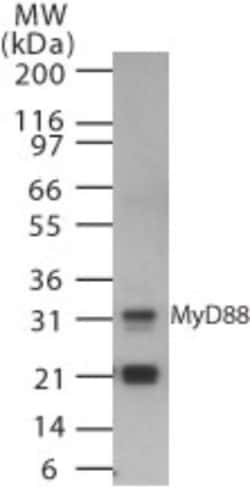 MyD88 Antibody - BSA Free, Novus Biologicals 0.025 mg, Unconjugated:Antibodies,