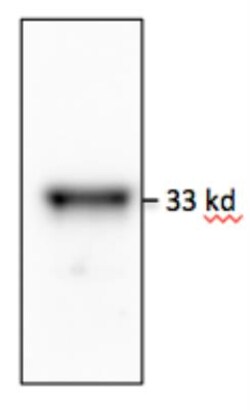 MyD88 Antibody (4D6) - BSA Free, Novus Biologicals:Antibodies:Primary Antibodies