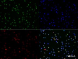MyD88 Antibody - BSA Free, Novus Biologicals:Antibodies:Primary Antibodies
