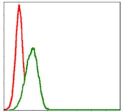 MBP Antibody (2H9) - BSA Free, Novus Biologicals 0.1mL; Unlabeled:Antibodies,
