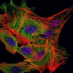 MBP Antibody (2H9) - BSA Free, Novus Biologicals 0.1mL; Unlabeled:Antibodies,