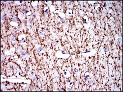 MBP Antibody (2H9) - BSA Free, Novus Biologicals 0.1mL; Unlabeled:Antibodies,