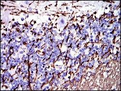 MBP Antibody (2H9) - BSA Free, Novus Biologicals 0.1mL; Unlabeled:Antibodies,