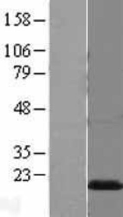 Novus Biologicals&trade;&nbsp;FABP8/M-FABP/Myelin P2 Protein Overexpression Lysate