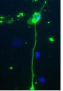 MBP Antibody, Novus Biologicals 0.1 mL | Buy Online | Novus Biologicals | Fisher Scientific